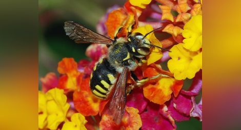 Нов закон за растенията пази пчелите от отрови