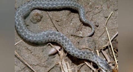 Страшното нашествие на огромни змии в Пиринско