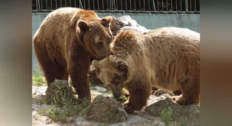Гръмнал бойлер остави гладни животните в зоопарка във Варна