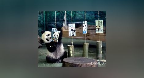 Сладкиш и прощъпалник за първата панда родена в Тайван