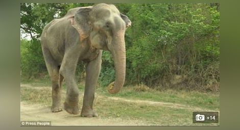 Слон, окован половин век във вериги, се разплаква, когато го освобождават /галерия/