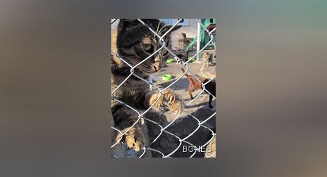 Бездомните котки изместили кучетата като проблем за Русе