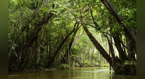 В Амазония имало ливади преди тропическите гори