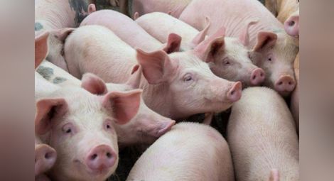 Забраниха пазарите на свине  заради африканската чума