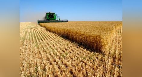 Предвижда се значителен износ на пшеница, въпреки дъжда