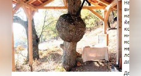 ’’Бременно’’ дърво лекува безплодие в Македония