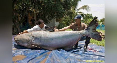 Рибари уловиха най-големия сом в света