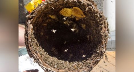40% от пчелите в Северна България са измрели от болест