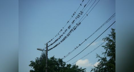 Токът в Бъзън и Тетово  „примигвал“ заради гладни птици върху жиците