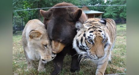Невероятното приятелство между лъв, тигър и мечка