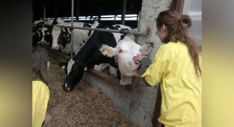 438 млечни ферми в Русенско затварят от Нова година