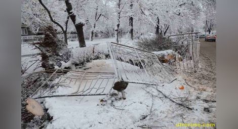 Прекършено от снега дърво смаза пет коли до „Възраждане“