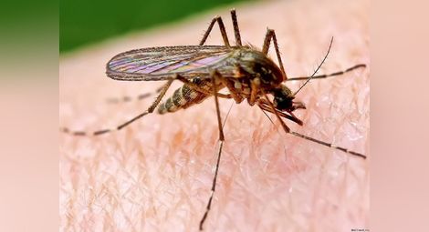 Как да се справим с комарите