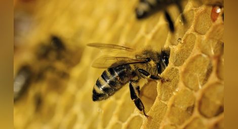 Пет прости начина за спасяване на пчелите