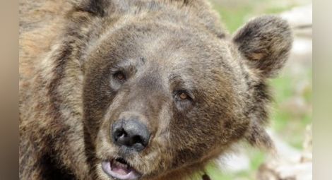 На 32 почина най-възрастната мечка в парка край Белица
