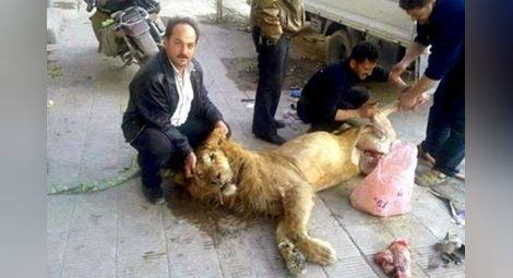 Изядоха два лъва от зоопарка в Дамаск 