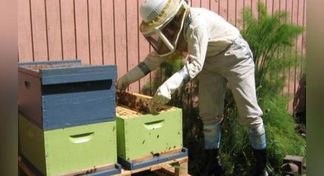 До пролетта ще има нов закон за пчеларството 
