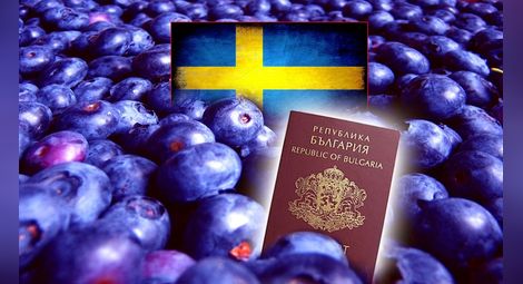 МВР: Кандидатите да берат боровинки в Швеция да внимават за измами