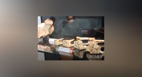 Откриха бедрена кост с най-старата ДНК в света