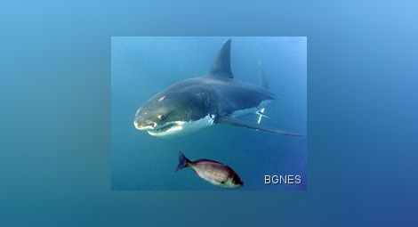 Откриха генетично сходство между човека и акулата