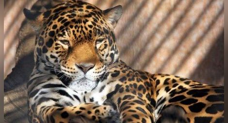 Ягуар избяга от зоопарка в Ловеч