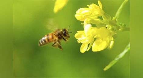 65-годишна бургазлийка издъхна за минути след ужилване от пчела