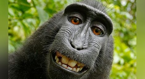 Маймунско селфи на път да разори фотограф