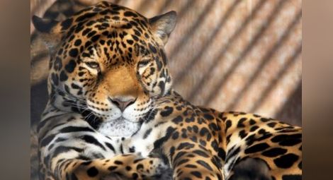 Преди разстрела: Ягуарът Алонсо се върнал два пъти сам в клетката