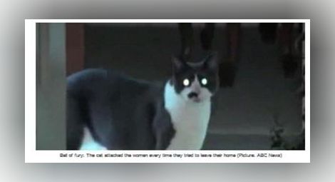 Котка държа собствениците си за заложници в Калифорния