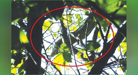 80-сантиметрова игуана се щура из градините на ДЗС