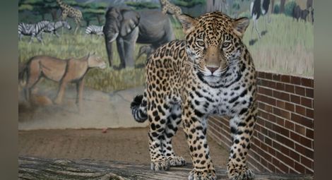 Наказанията за смъртта на ягуара - забележка и предупреждение за уволнение