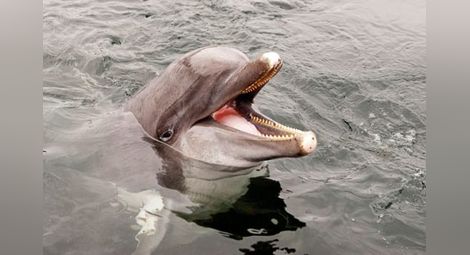 Рибарите в Царево искат официално да убиват делфини
