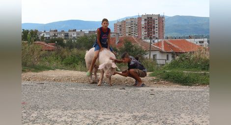 Роми яздят прасета по казанлъшките улици