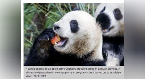 Панда лъже, че е бременна, за да получи повече кифлички и бамбук