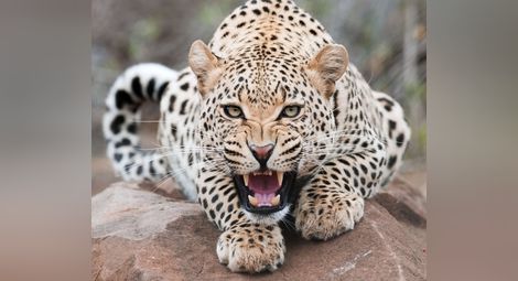 Индийка уби леопард със сърп