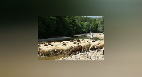 Болестта "син език" уби 2000 овце в Кърджалийско