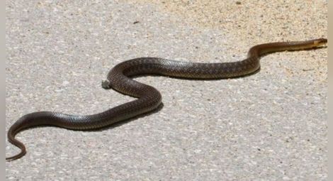 Змия вкара 25-годишен младеж в реанимацията