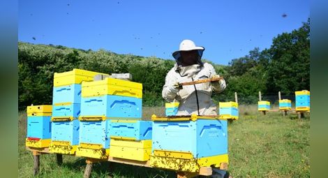 Приключва приемът на документи за плащане по пчеларската програма