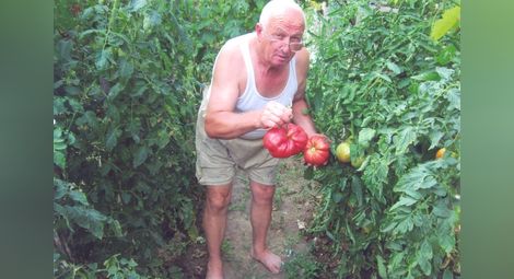 Домати-гиганти отгледа русенец в двора на къщата си в Ново село