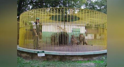 Седем лъва радват посетителите на разградския зоокът