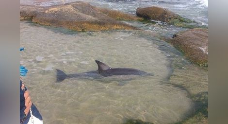 Туристи спасиха бедстващо делфинче в Равда