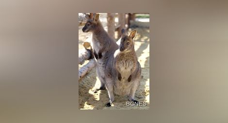 Отровиха семейство кенгуру в зоопарка в Хасково