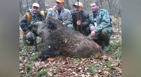 На 4 октомври откриват лова на дива свиня
