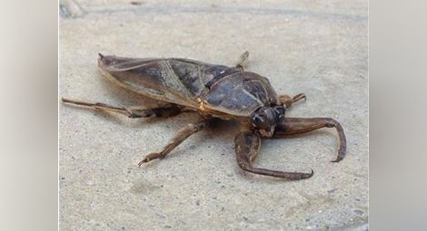 Гигантски хищни буболечки нападнаха Южна България