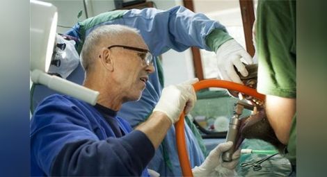 Немски доктор пломбира зъбите на мечките в Белица