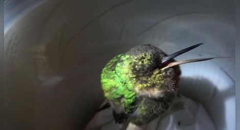 Уникалки кадри на спящо колибри - най-малката птица на Земята хърка като човек /видео/