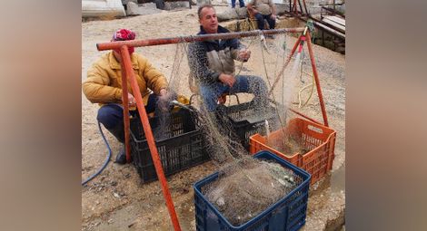 Пълни мрежи със сафрид вадят рибарите 