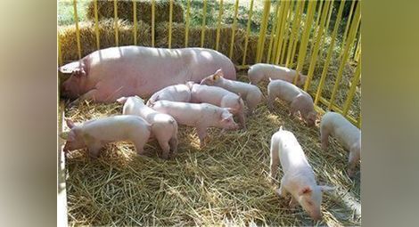 ДФ „Земеделие” отпусна още 5 млн. лв. за хуманно отношение към свине и птици