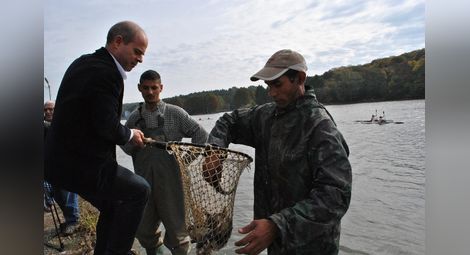 Розов японски шаран и още 6000 рибки плуват от вчера в езерото Липник