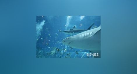 Австралийска ученичка уплаши акула